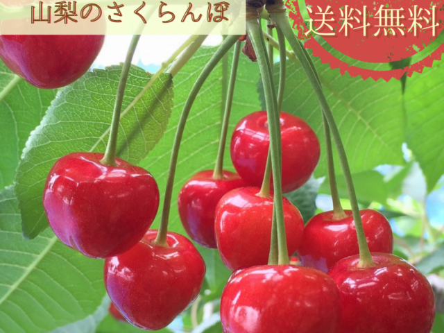 【期間限定販売】さくらんぼ「紅秀峰」