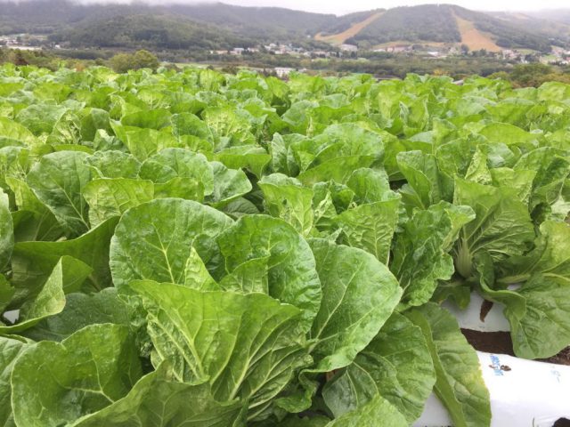 【菅平高原】初霜が降り、白菜に甘みがのってきました