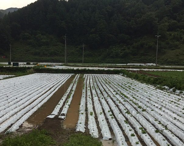 「川上村 干ばつによるレタスへの影響（後編）」提携産地レポート更新