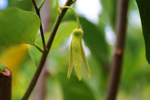 アテモヤの花