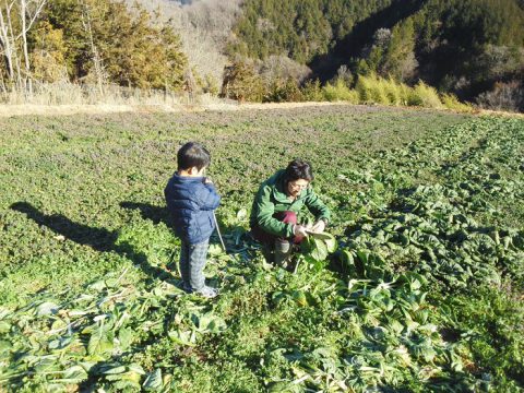 小松菜収穫