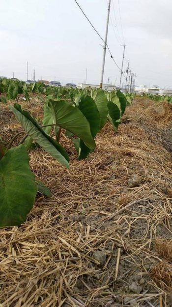 極上品の海老芋 親芋 子芋 孫芋の全貌 株式会社まつの