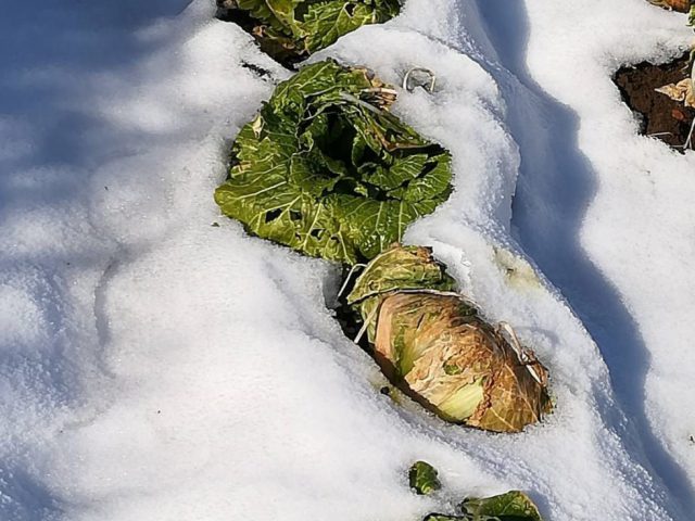 寒波による大型野菜不作について