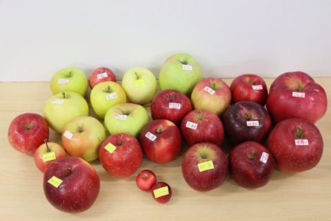 全国の集い_りんご食べくらべ