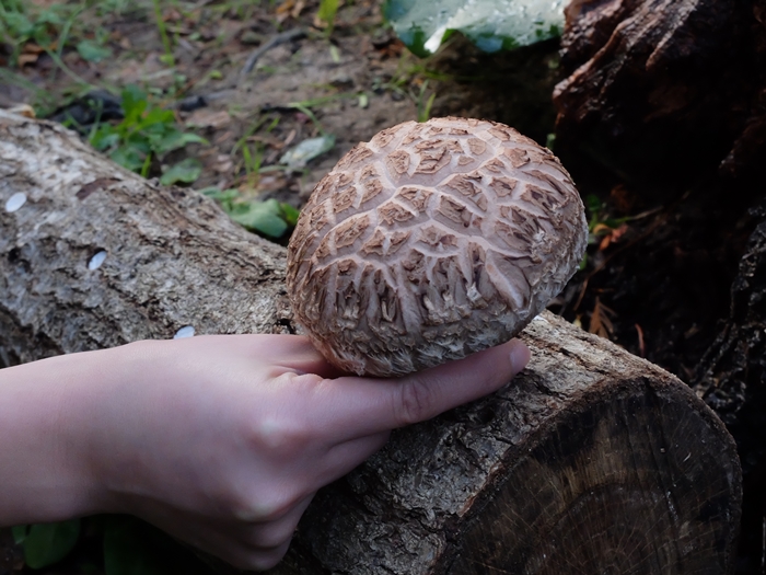 きのこ ユニフーズ きのこMIX 500g ( キノコ / ミックス / しいたけ / 椎茸