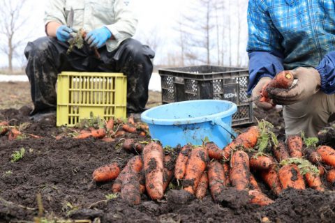 雪下　にんじん　畑　越冬