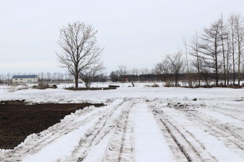 雪下　にんじん　畑　越冬